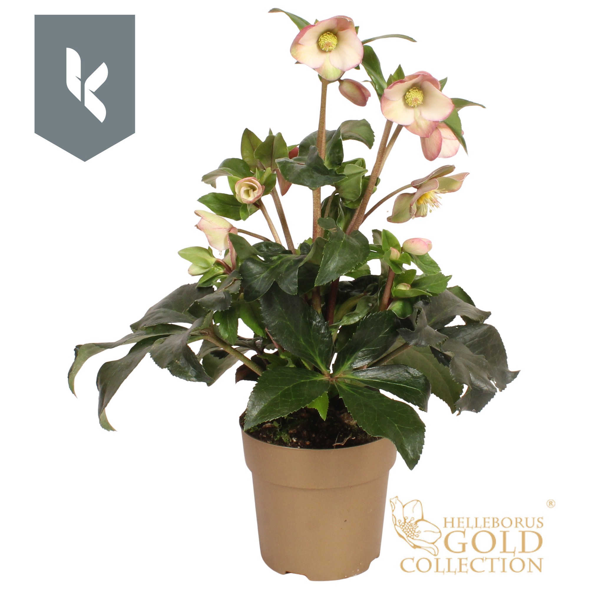 HGC Helleborus Ice N Roses Rosetta in goud, D 15 cm