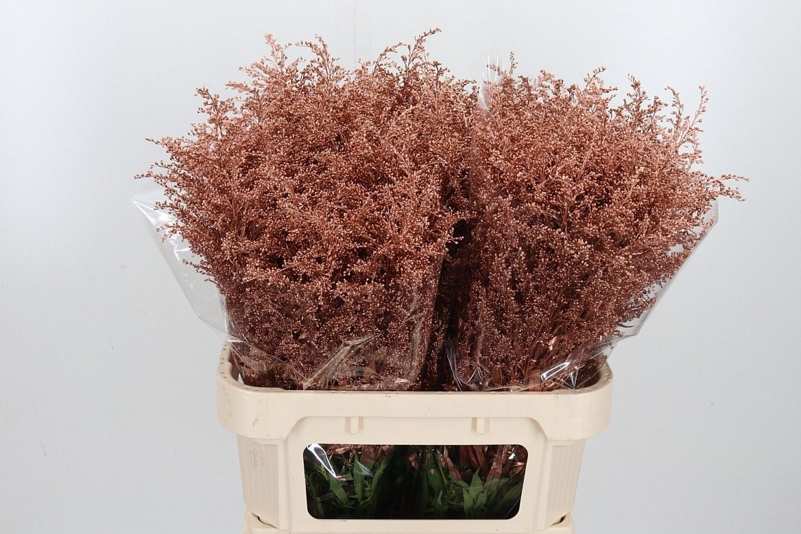 Солидаго Овериг Крашеный (краш. ) 80, шт.