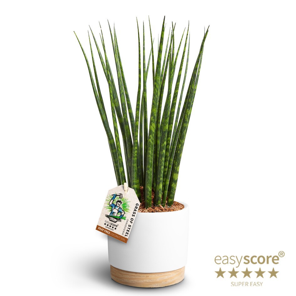 Woodbase White, Sansevieria ´Fernwood´, D 16