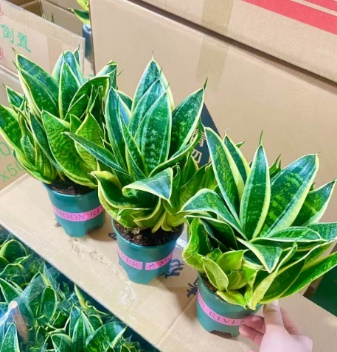 Сансевиерия Премиум Галлон голден-едгед Тайгер Ир Орхидея 12 25