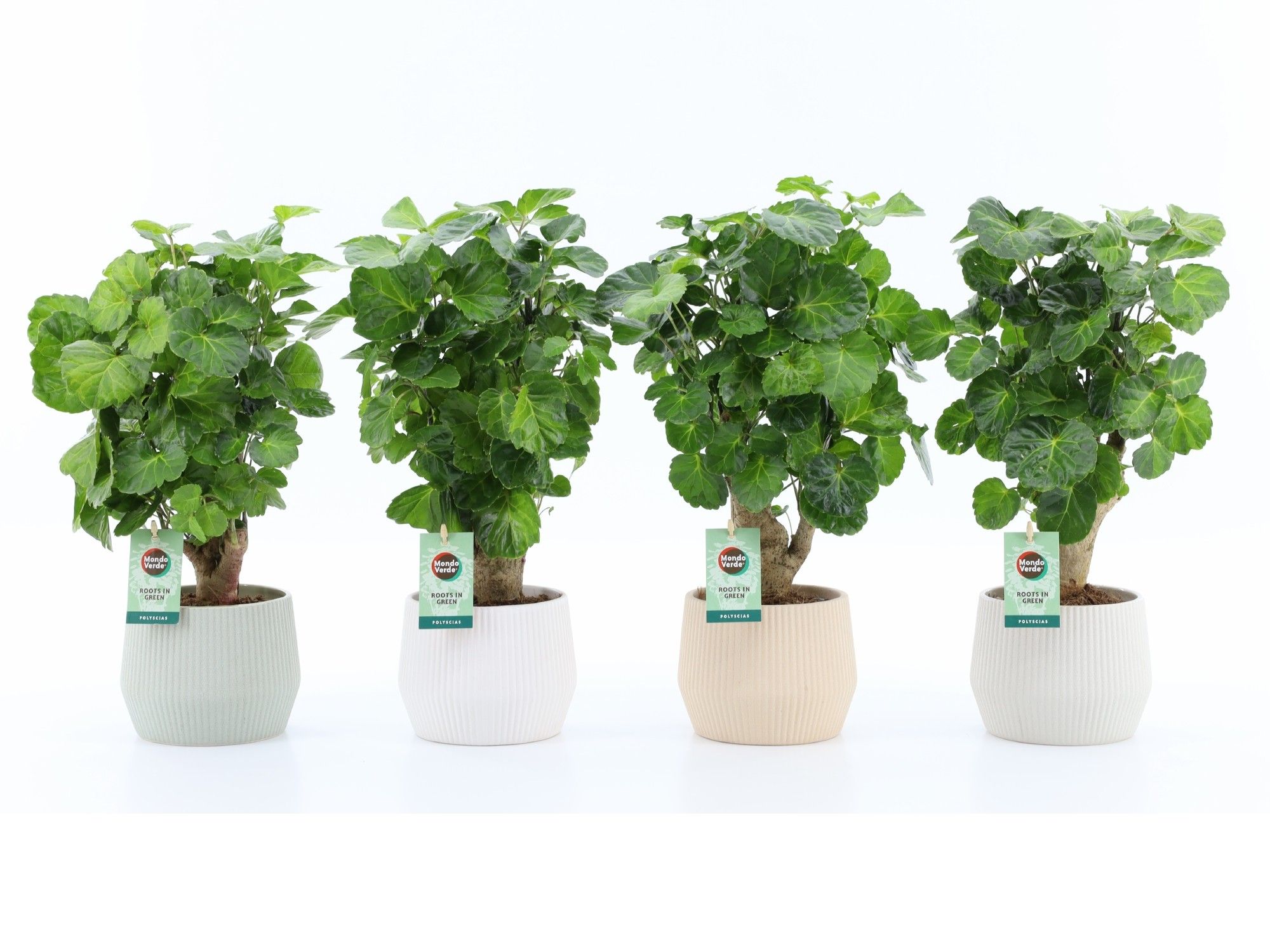 Polyscias Green Lemon in Sandy keramiek, D 15