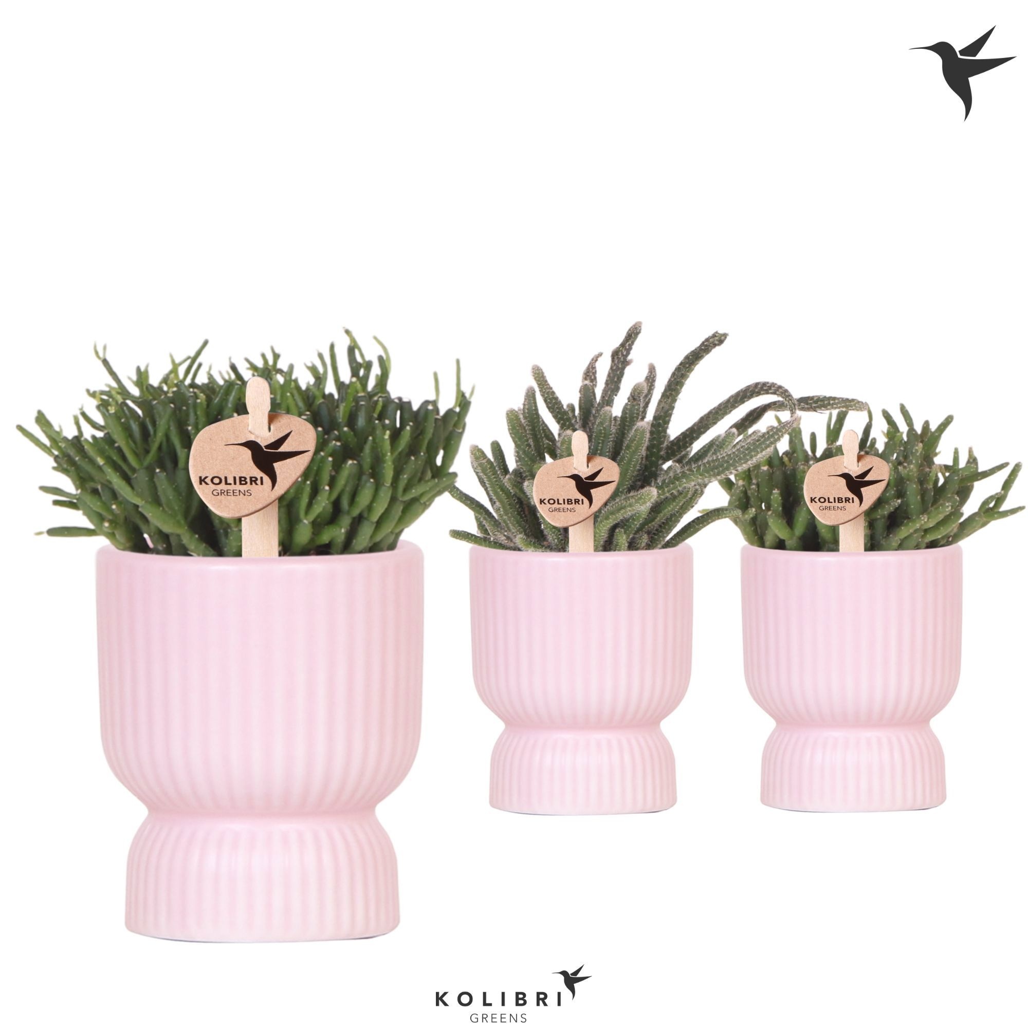 Kolibri Greens Rhipsalis mix in Diabolo pot pink, D 6