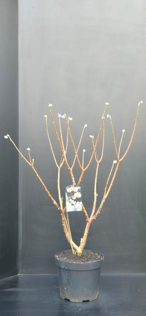 Edgeworthia chrysantha Grandifloa, D 32