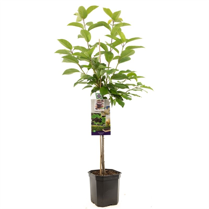 Prunus avium Burlat laagstam Zoete kers, D 24