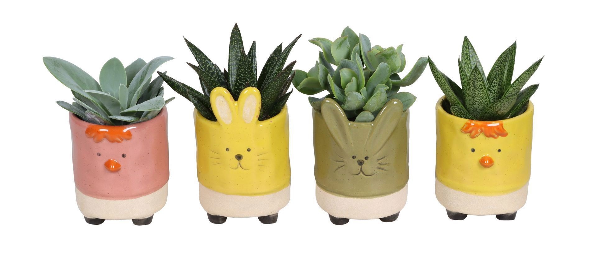 L 690 with Succulent Mix 6 cm, D 6