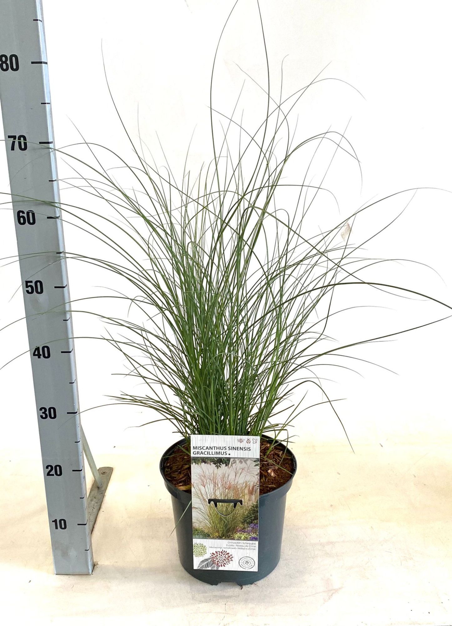 Miscanthus sinensis 'Gracillimus', D 23