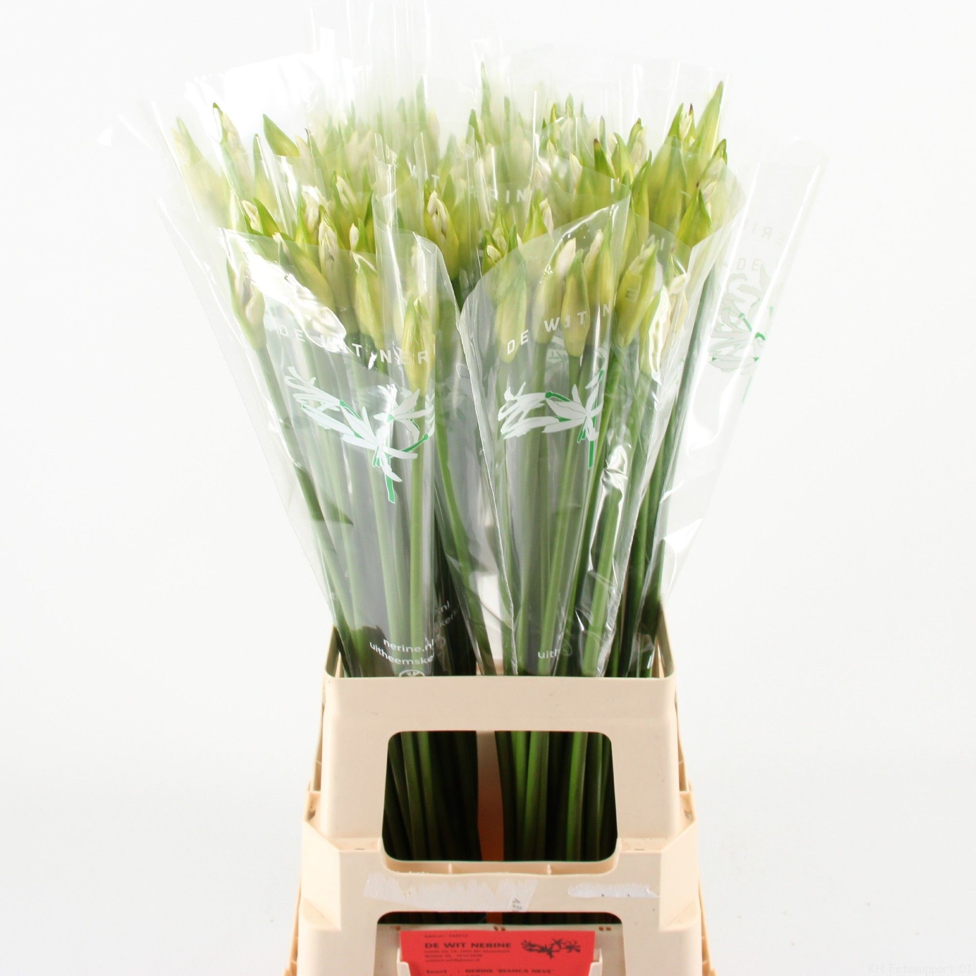 Нерине Бьянка Неве 70 (бел.), шт.