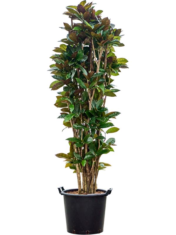 Croton (Codiaeum) variegatum 'Mrs. Iceton', D 45