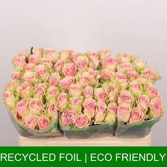 Роза од. Фруттето 50, шт.