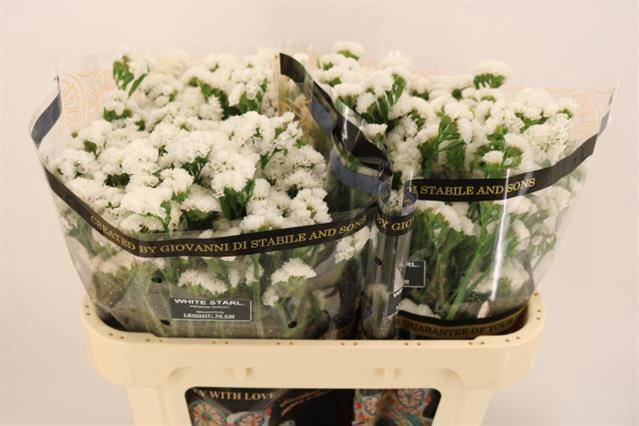 Статица Вайт Старлайт Вингз 70 (бел.), шт.