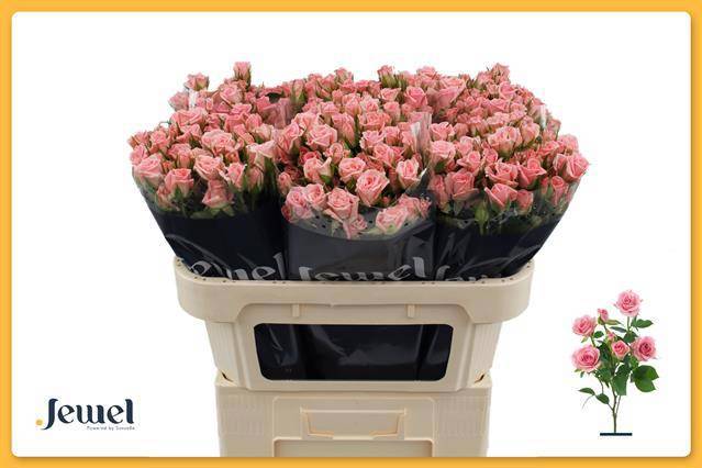 Роза куст. Одилия 70, шт.