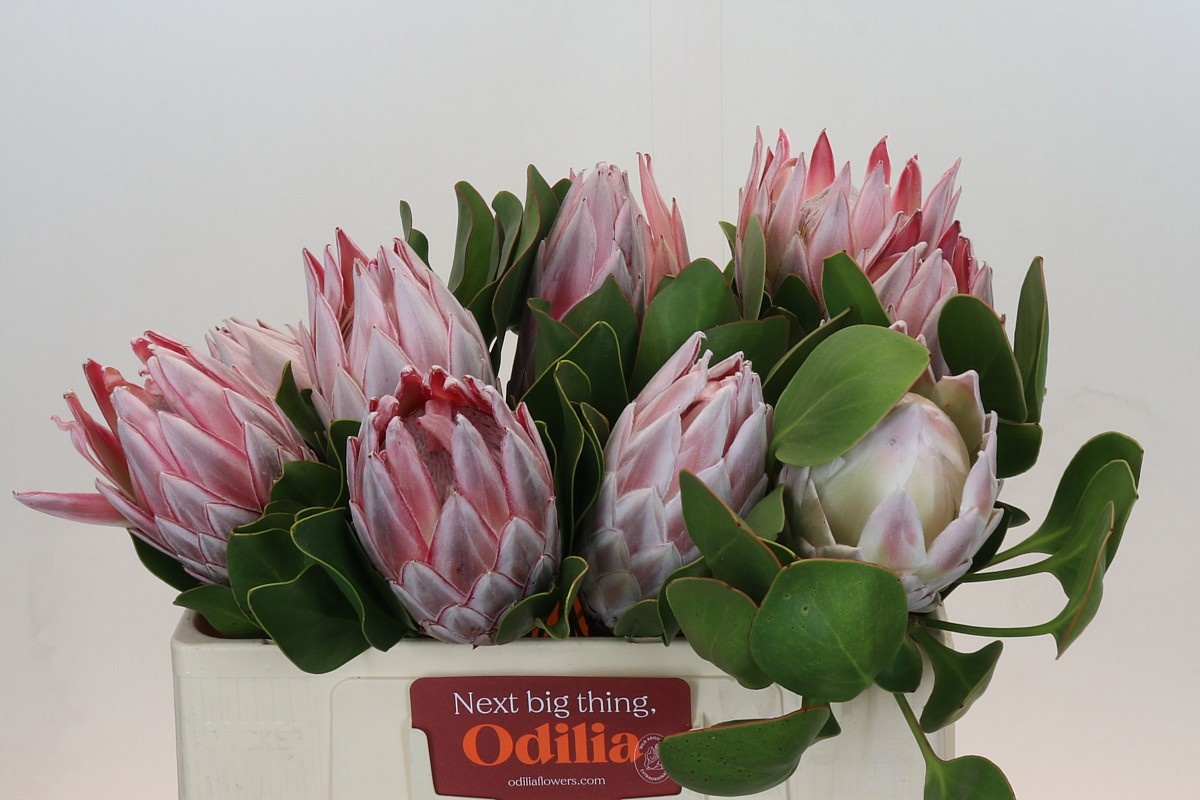 Протея Цинароидес 50, шт.