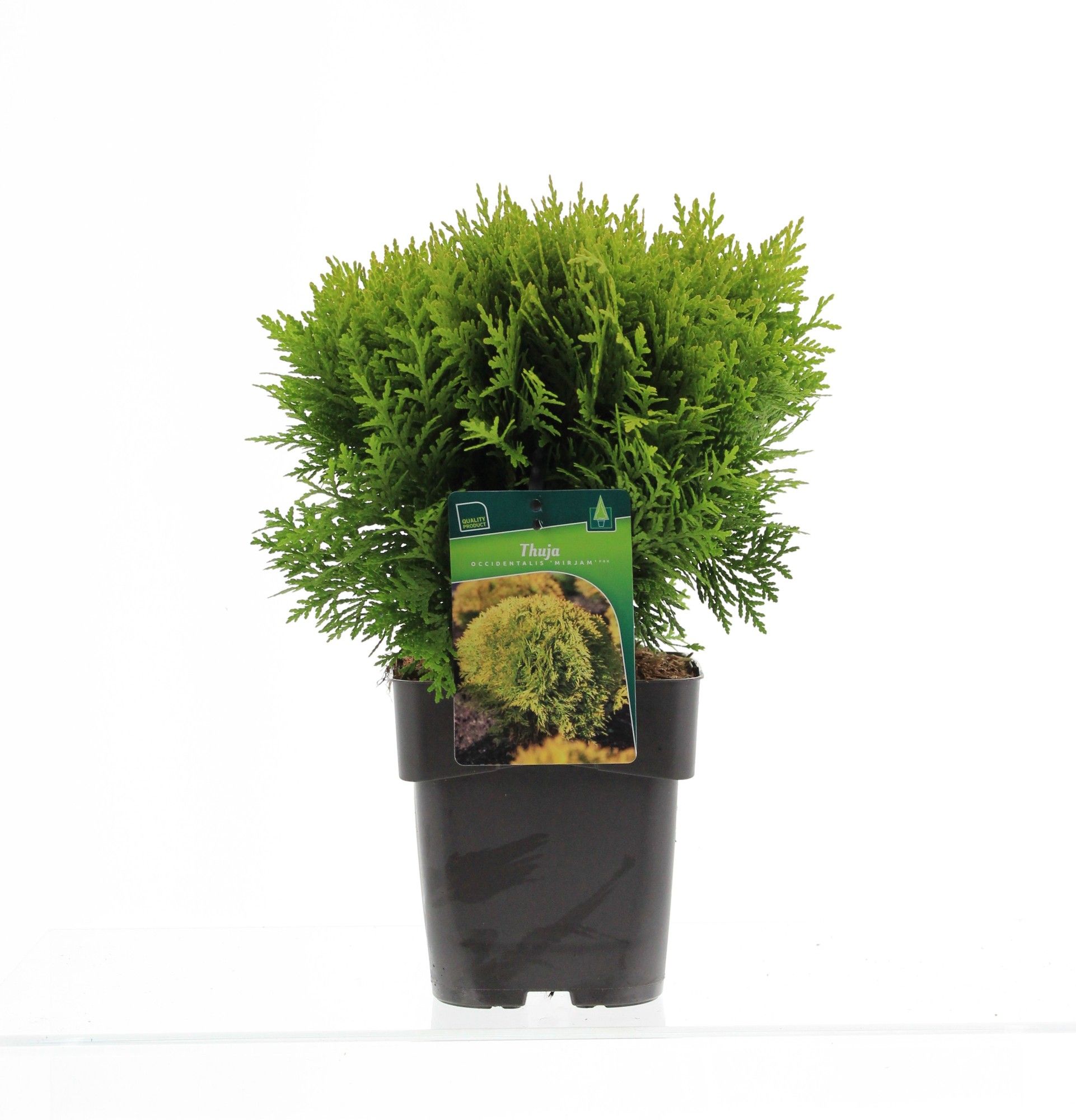 Thuja occidentalis Mirjam, D 17