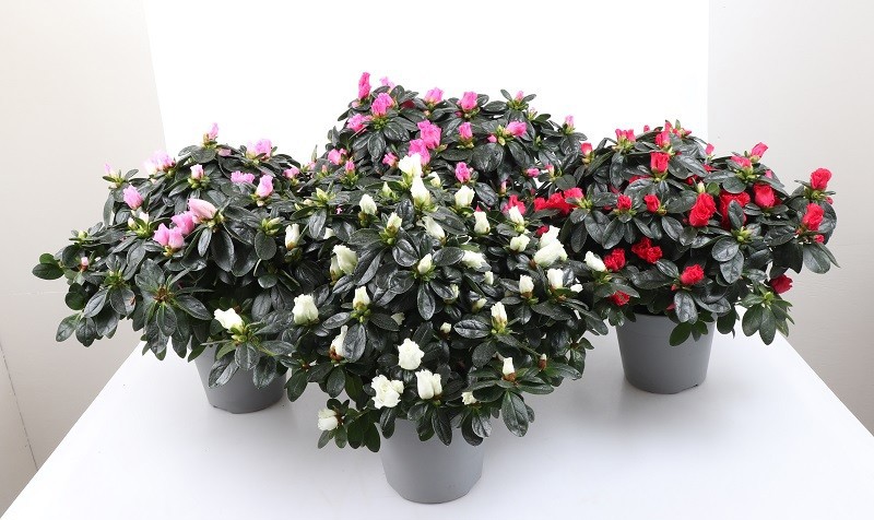 RHODODENDRON SIMSII 'Mix', D 15