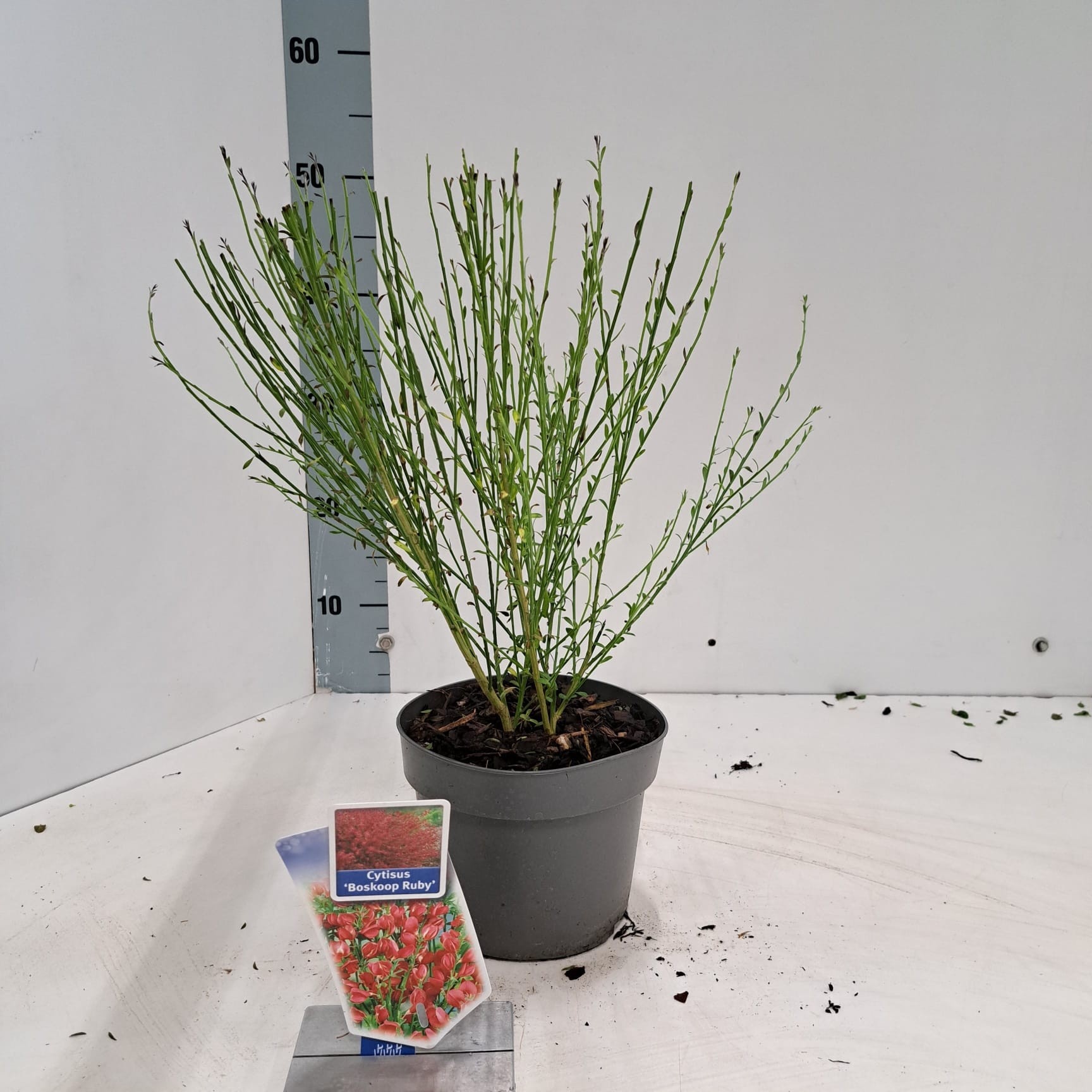 Cytisus praecox 'Boskoop Ruby', D 17 cm