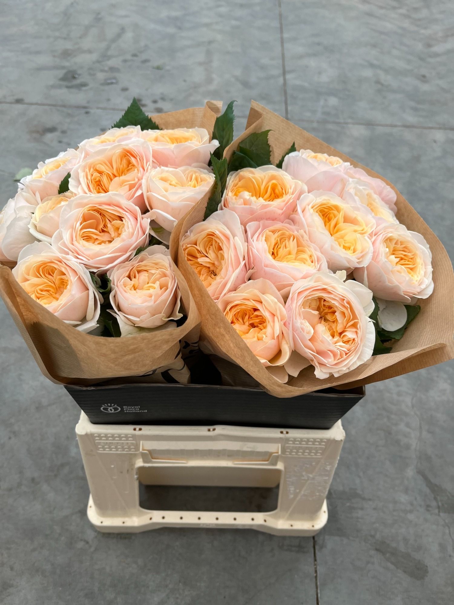 Роза од. Фрея Гарденс! 40, шт.