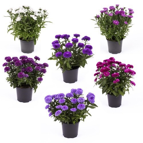 ASTER-HYBRID 'REGENT MIX', D 11 cm