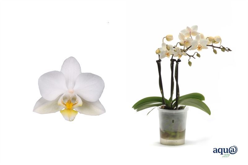 Phal p06 Tiny Dolls white 3T18+ Aqu@, D 6