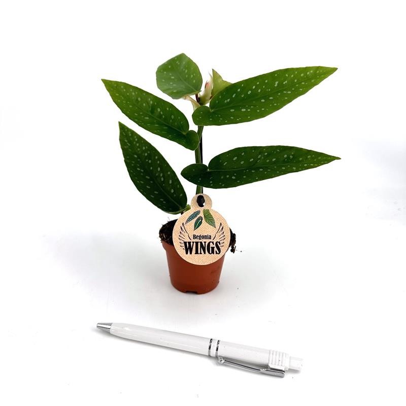 BEGONIA MACULATA 'Albopita', D 6 cm