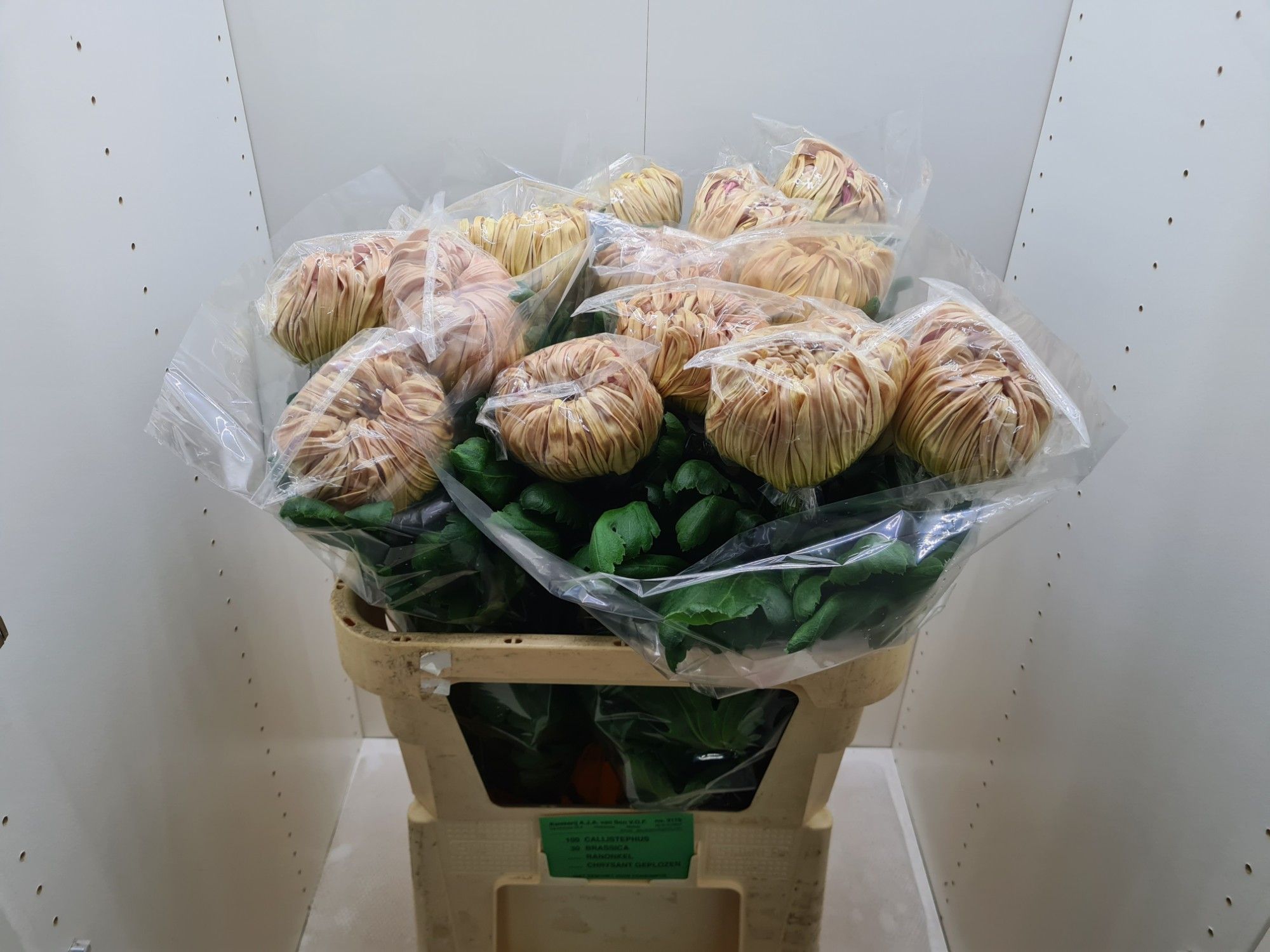 Хризантема од. Вена Купер 80, шт.