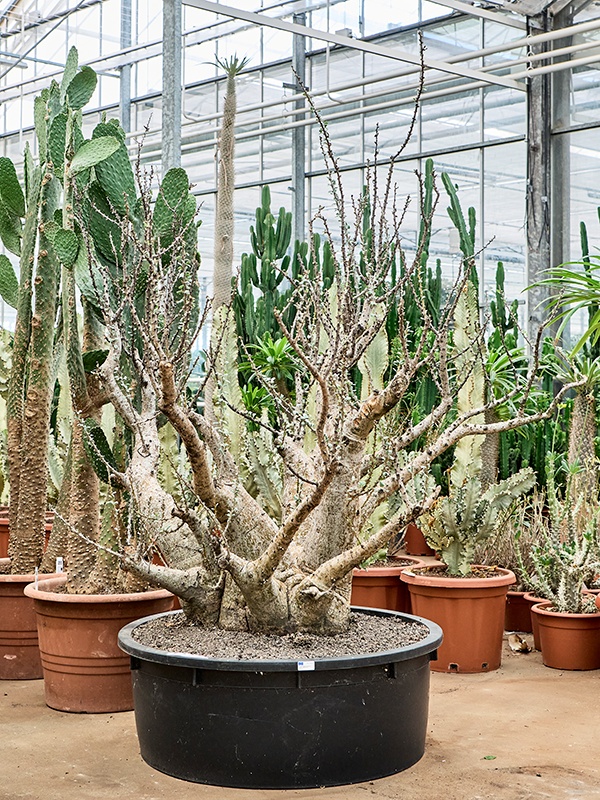 Sesamothamnus lugardii, D 88