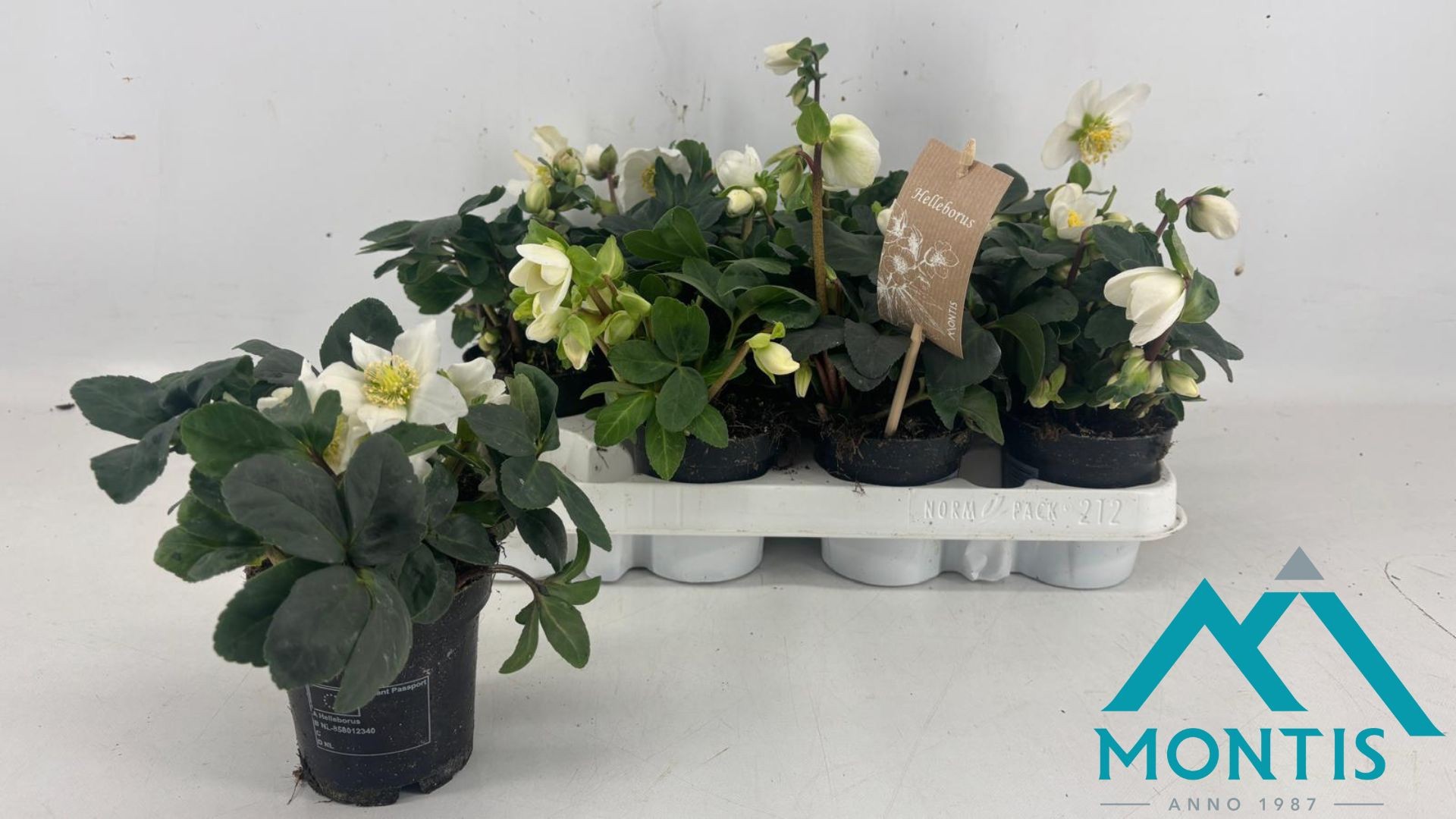 Helleborus Christmas Carol 9 cm XL, D 9