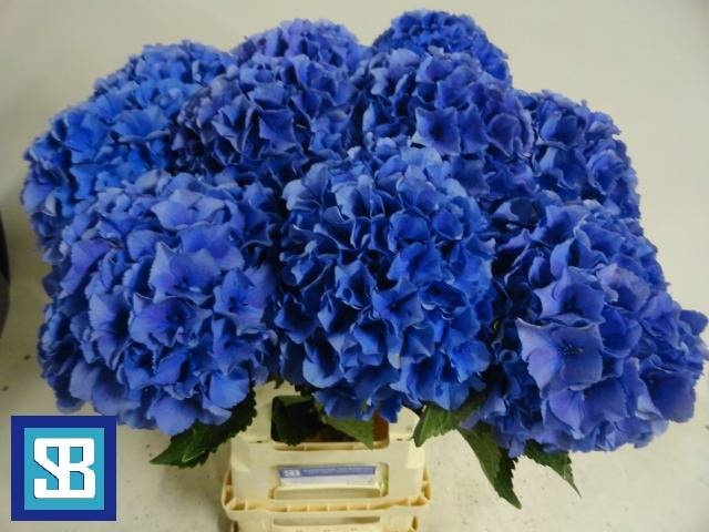 Гортензия Роял Парад 70, шт.