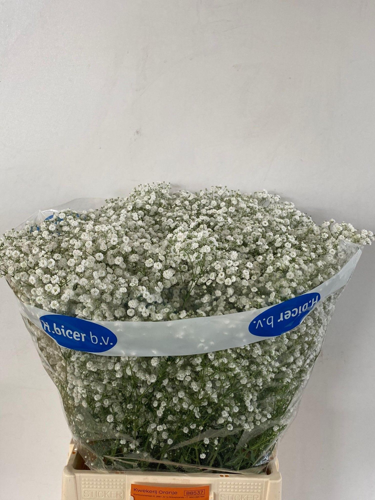 Гипсофила Космик 75, шт.