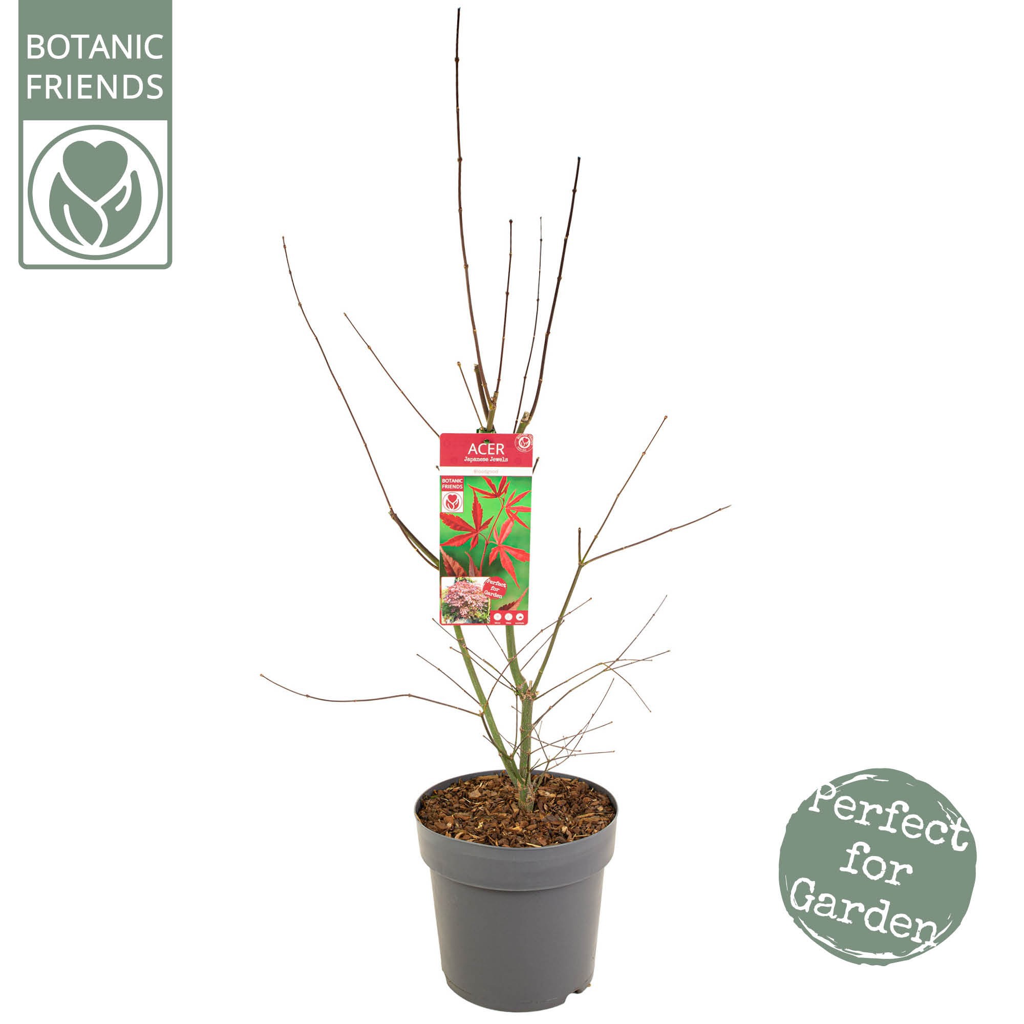 Acer palm. 'Bloodgood', D 29