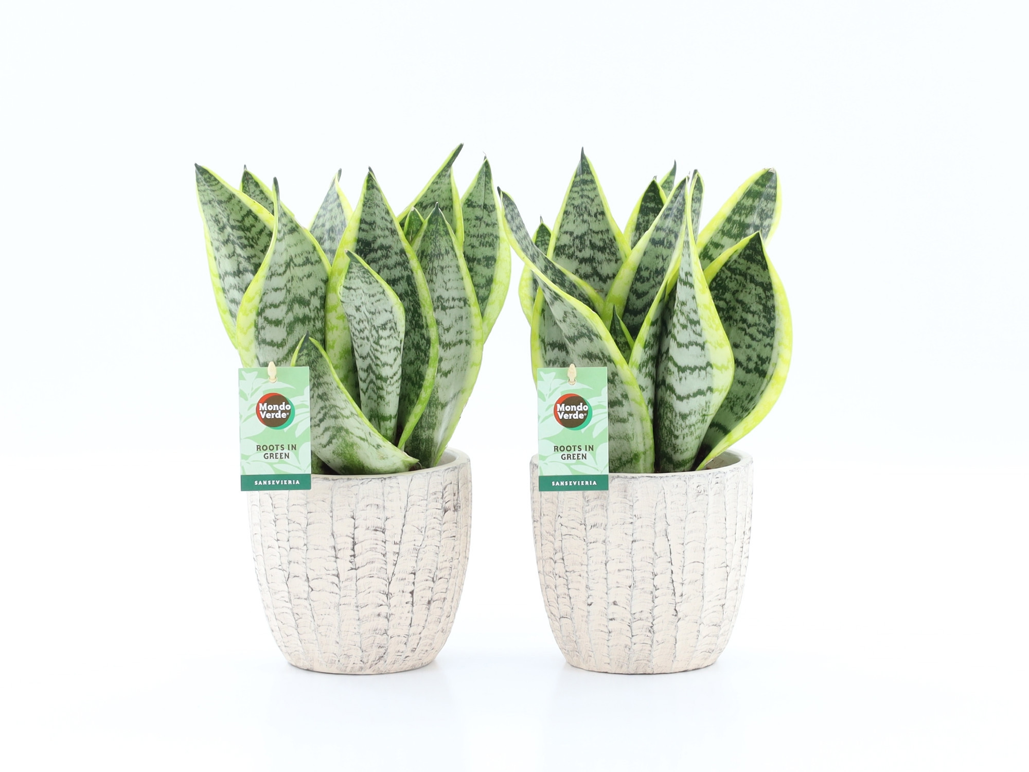 Sansevieria 'Futura Superba' in Sculpture keramiek, D 13