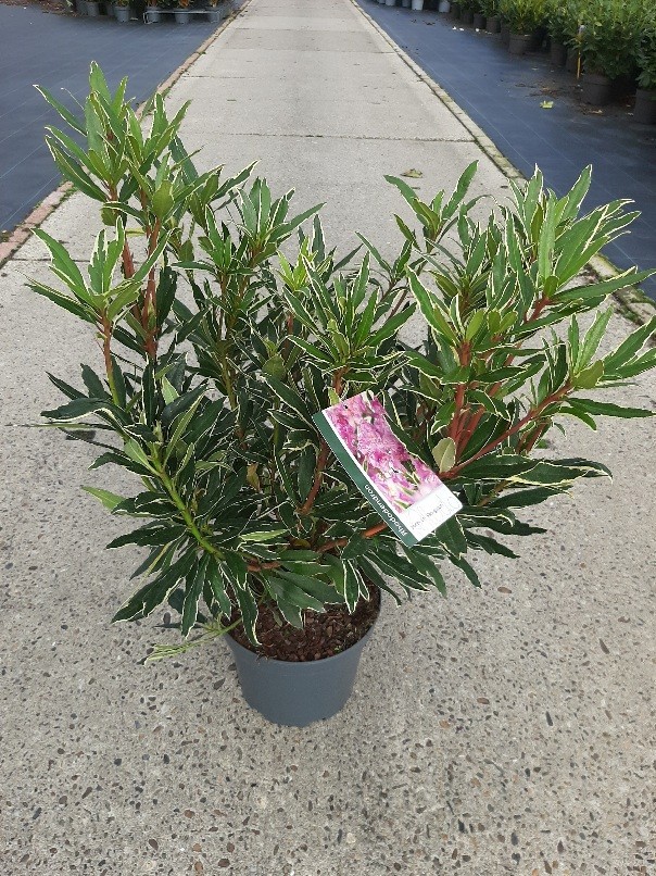 Rhododendron pont. 'Variegatum', D 23