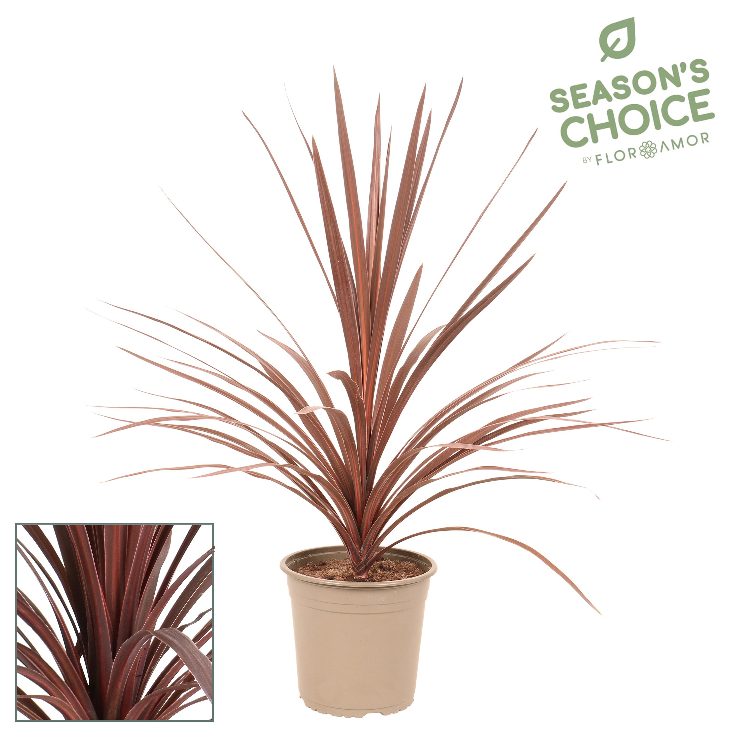 Cordyline 'Red Star' 75 - 85 cm, D 19