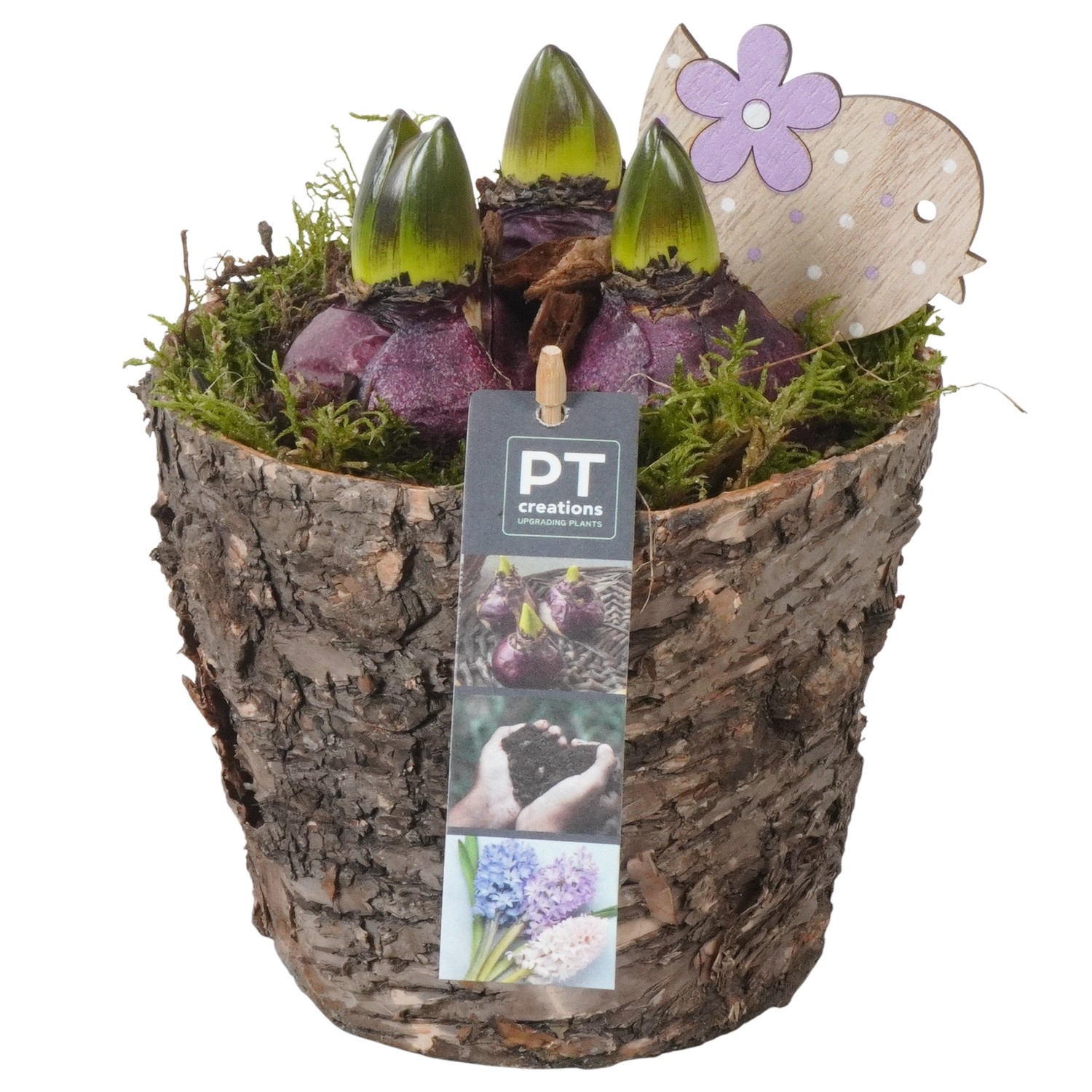 PTHC9181 Arrangement Hyacints in hout pot, D 14