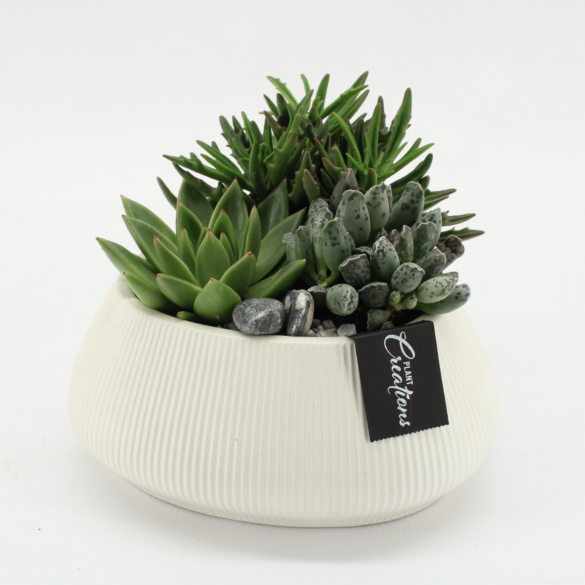 SUCR-2612 Succulent Essentials, D 24