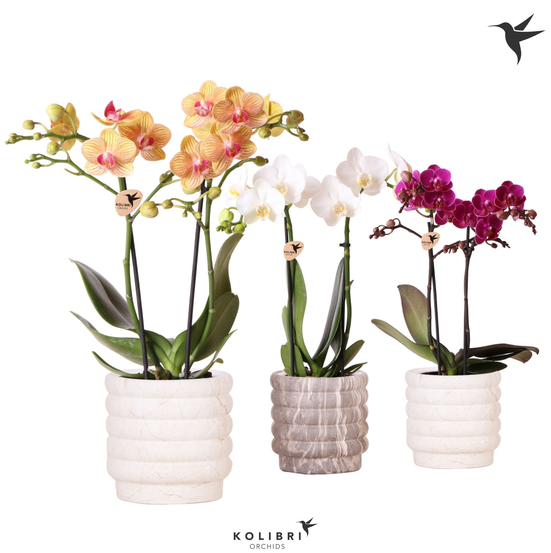 Kolibri Orchids Phalaenopsis mix 2 spike in Marble pot mix, D 9