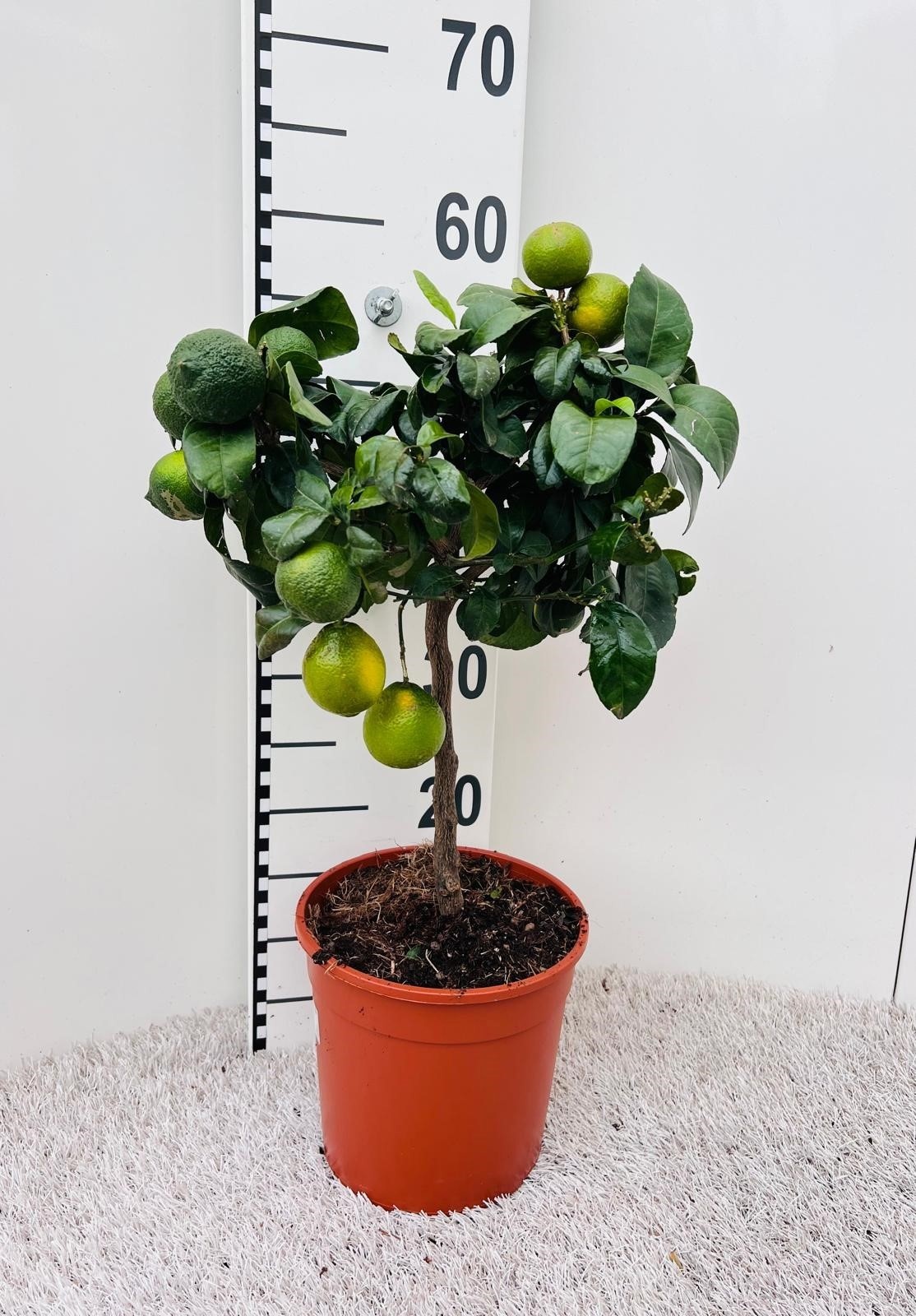 Citrus limetta Lime-Rosso on stem, D 19 cm