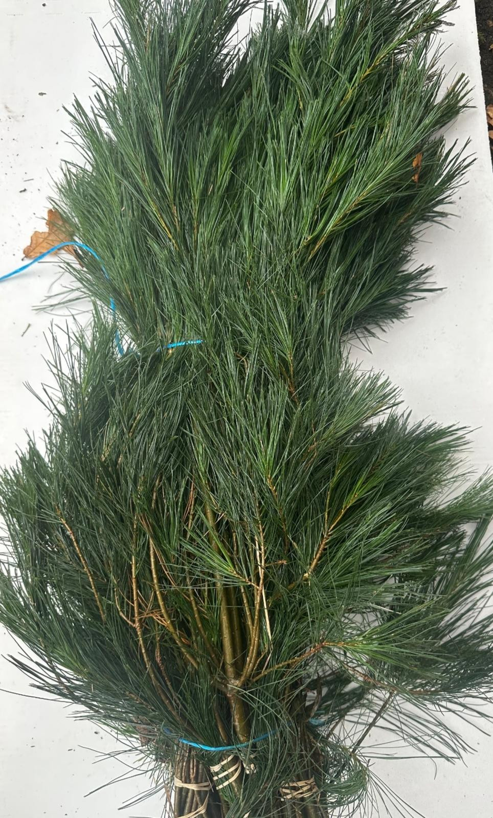 Пинус Стробус за пучок 90, пуч.