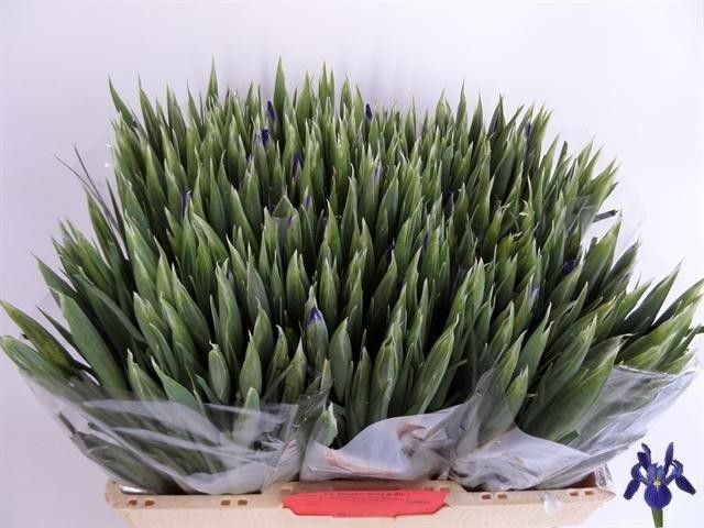 Ирис Блю Мэджик (син.), шт.