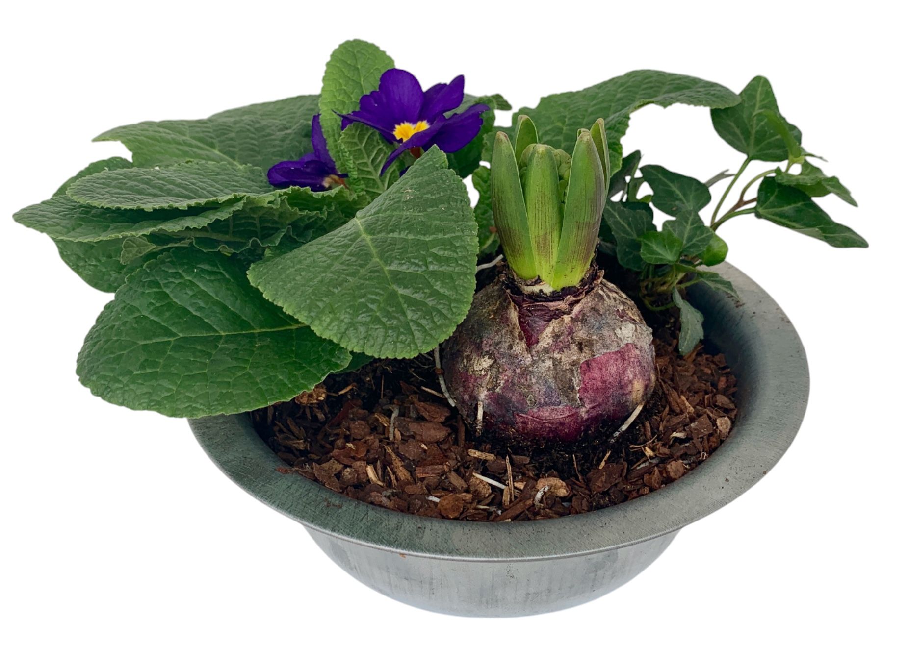 Primula zinken schaal hyac hedra 338, D 19