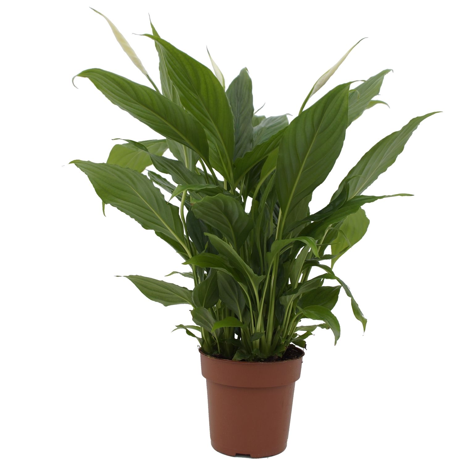 Spathiphyllum Torelli P12, D 12