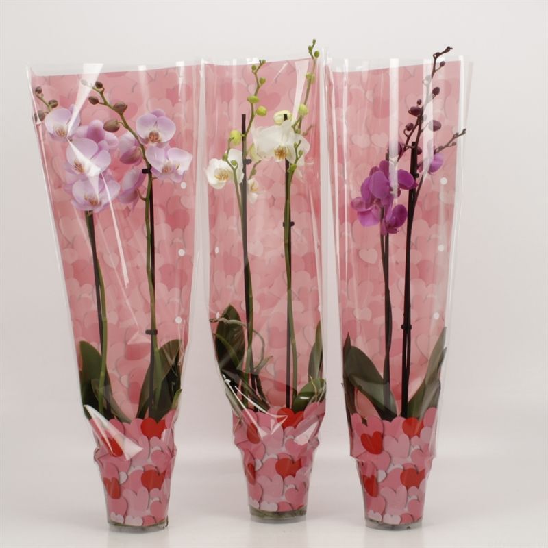 Phalaenopsis gemengd 2 tak gemengd in Valentijn hoes, D 12
