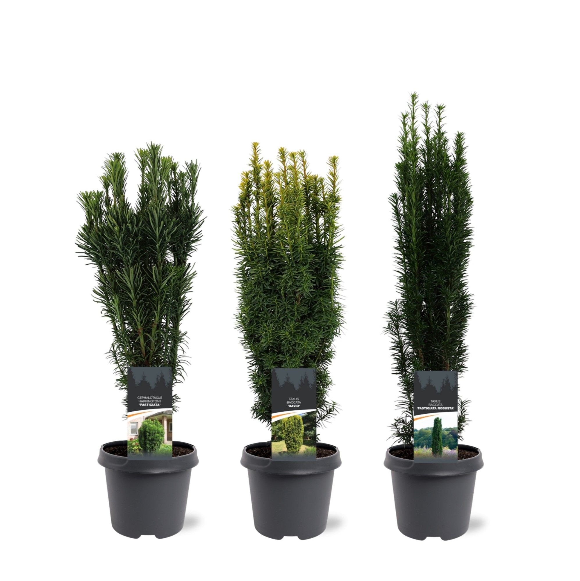 Taxus Up-Growing mix C5, D 23