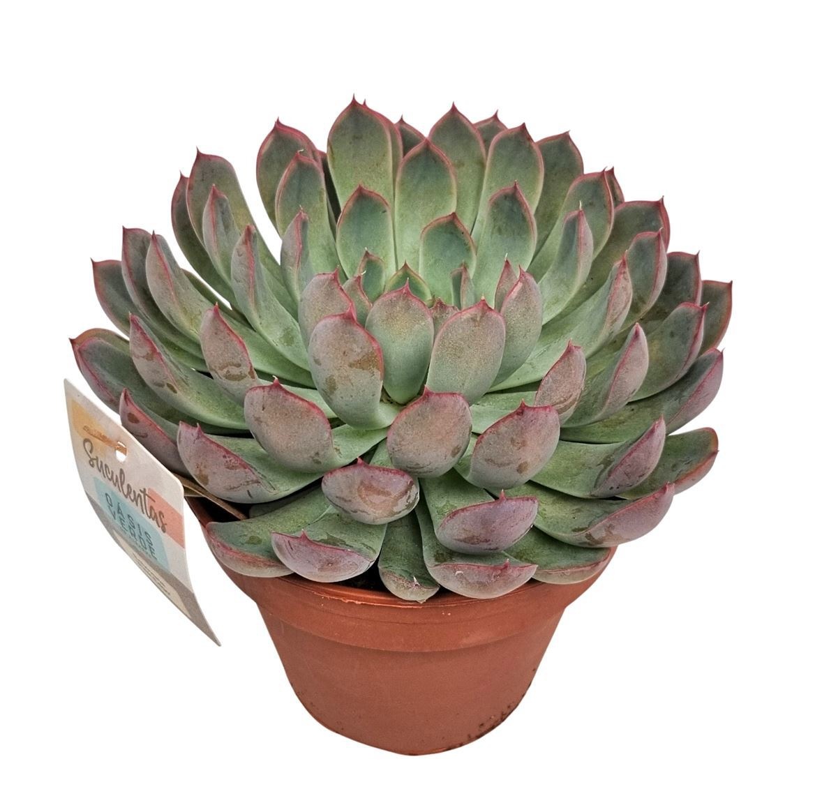 Echeveria Pink Edge - 1154, D 14 cm