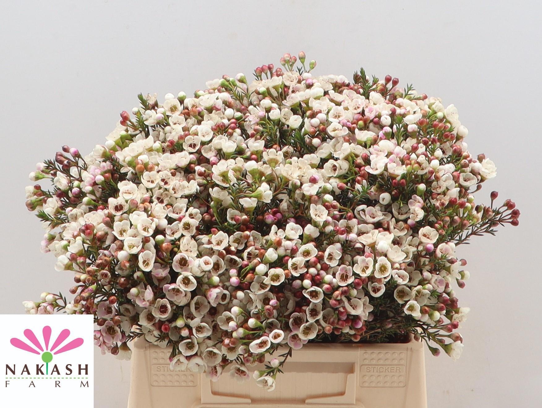 Шамелациум Мунлайт Делайт 40, шт.