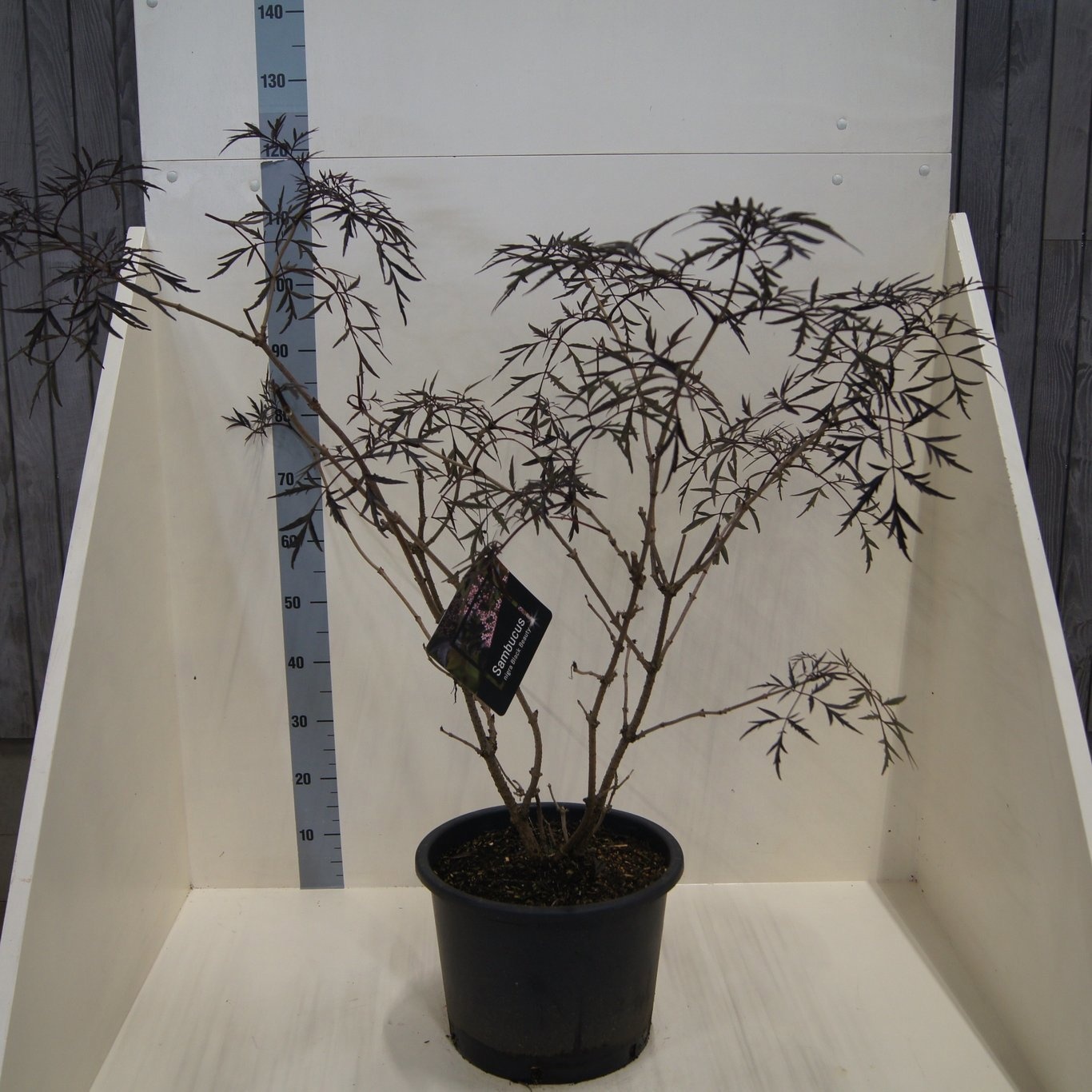 Sambucus nigra Black Lace, D 40