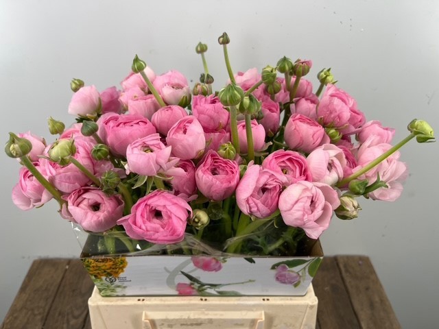 Ранункулус Элеганс Пинк 45, шт.