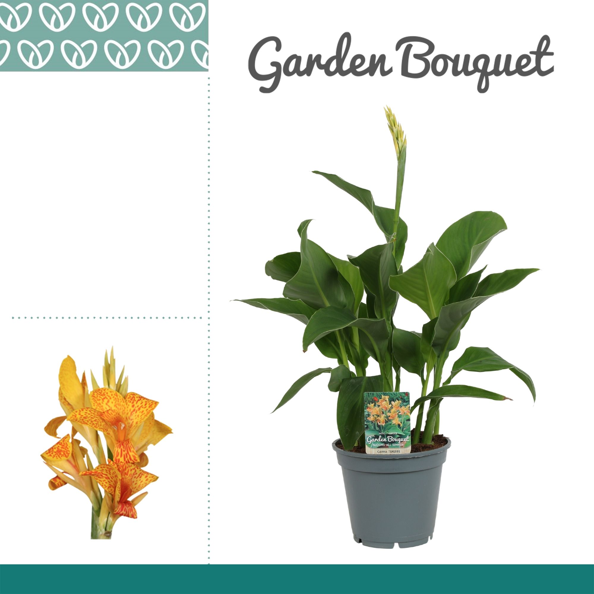 Canna Tenerife, D 17