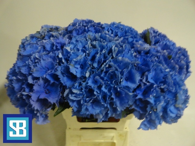 Гортензия Роял Парад 60, шт.