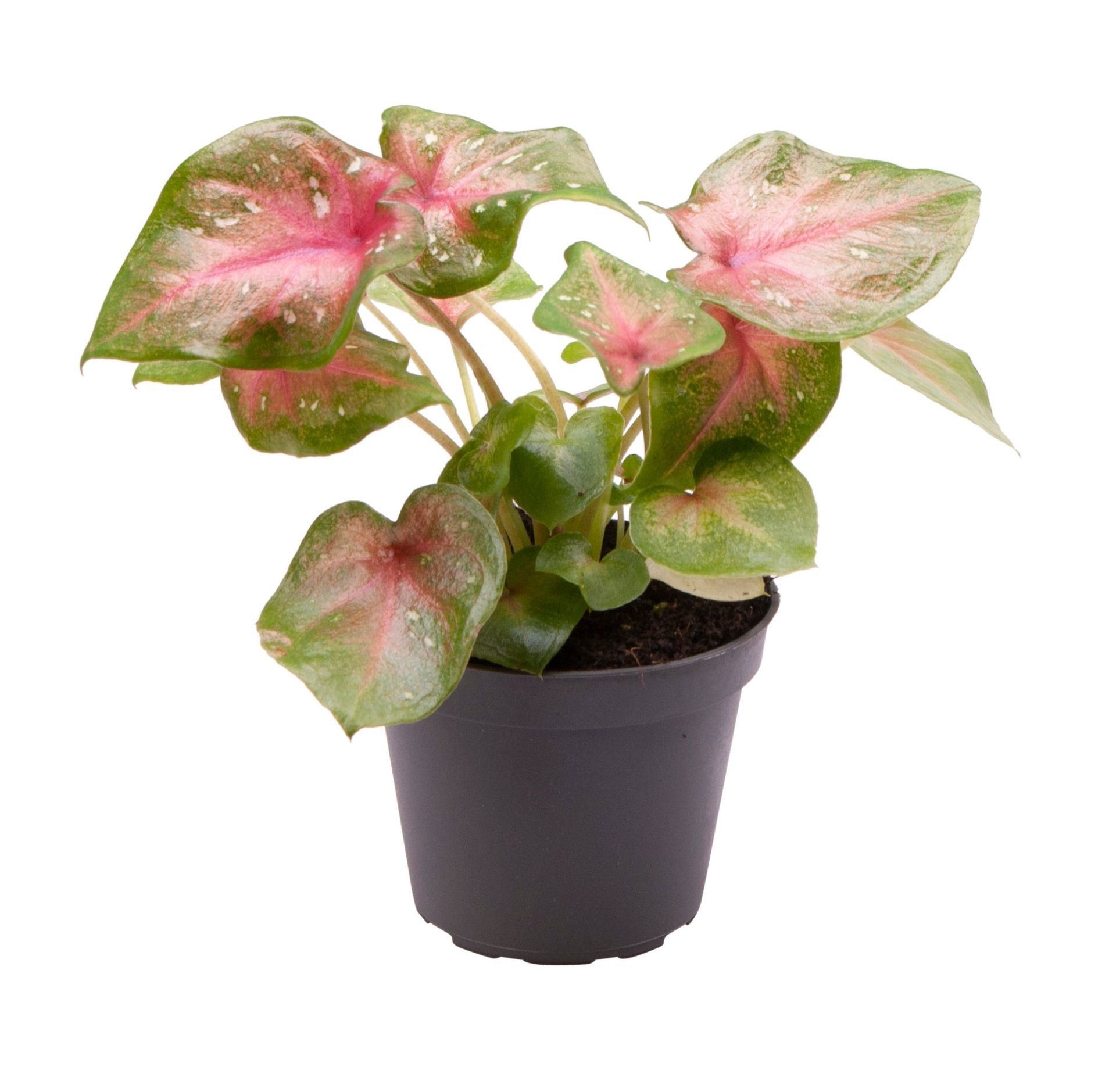 Caladium Casey, D 6