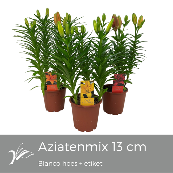 Lilium Tiny mix blanco hoes+etiket (az. lelie), D 13